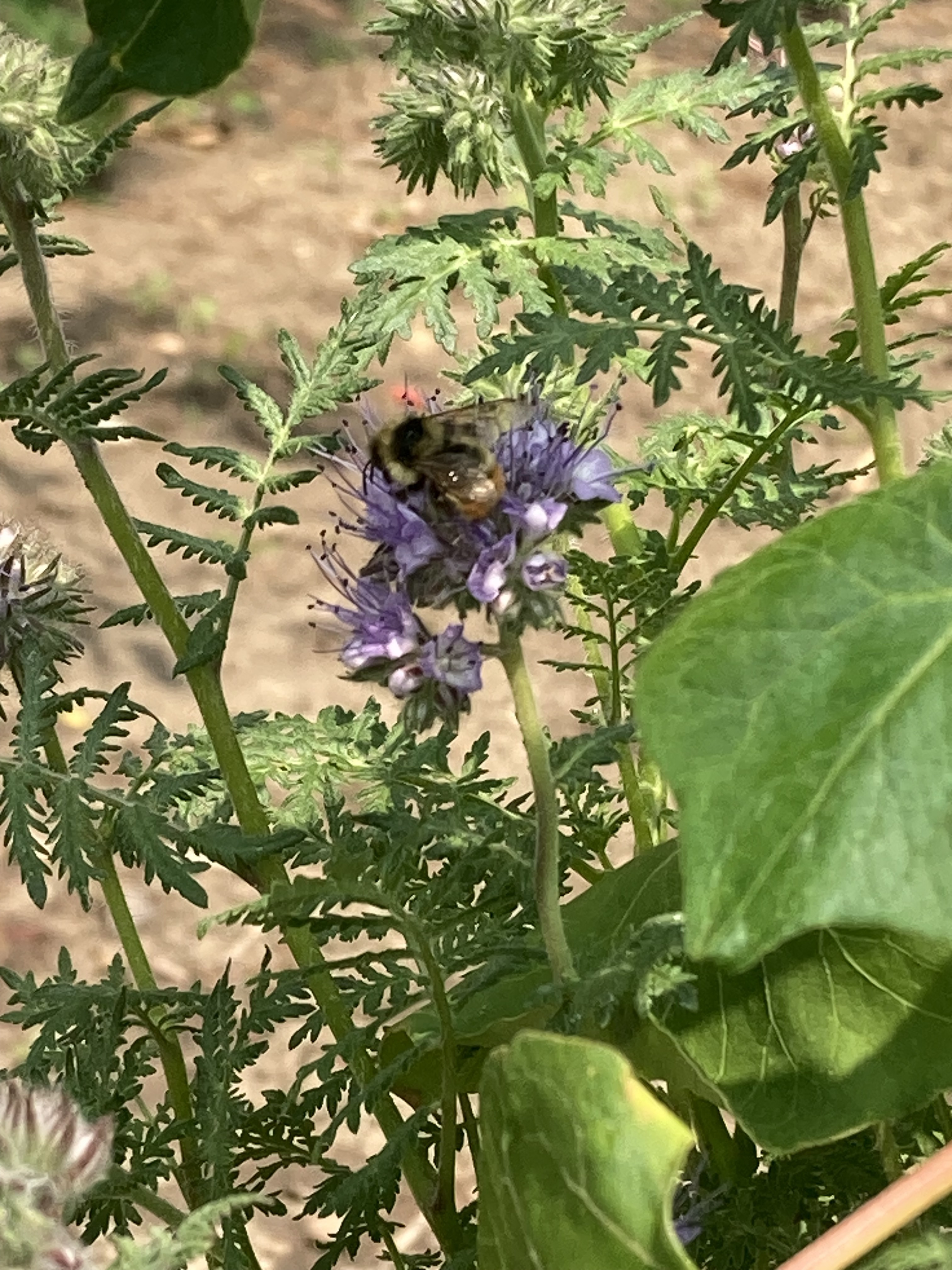 Mother Nature's® Backyard Pollinators Blend