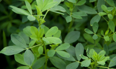 Forages, Alfalfa, & Cover Crops
