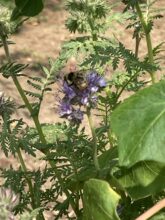 Backyard Pollinators Blend