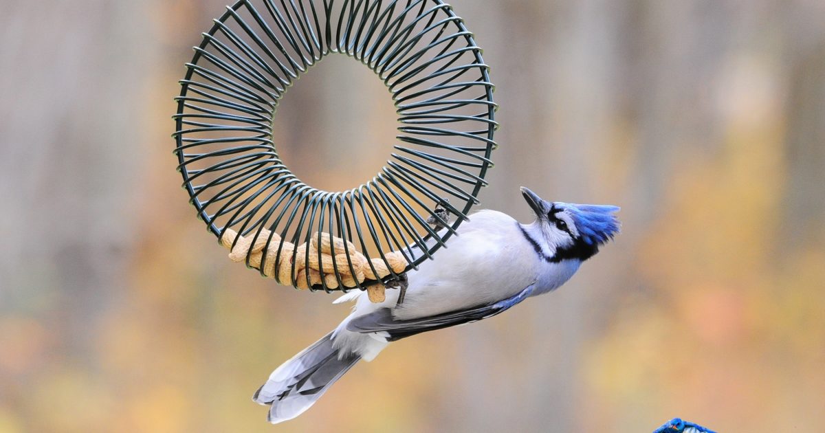 Why Blue Jays are the Quintessential Birds of Fall by Myrna Pearman