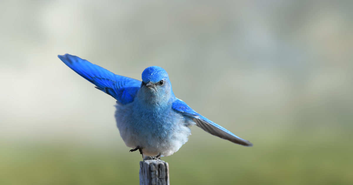 Celebrating Bluebirds! by Myrna Pearman