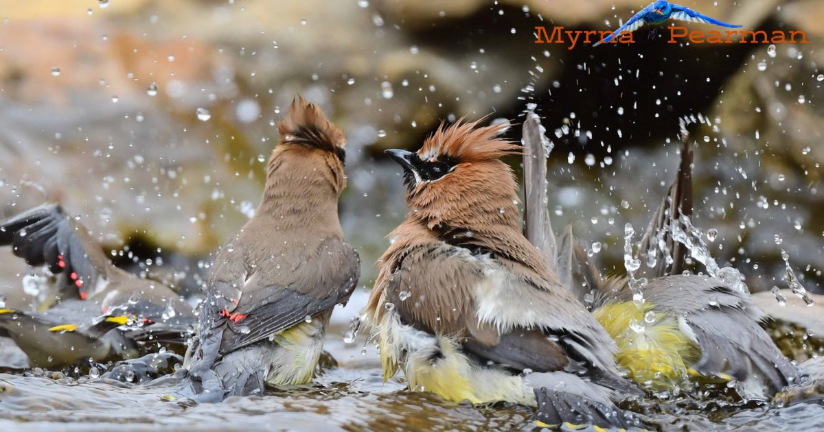Providing water to backyard birds by Myrna Pearman