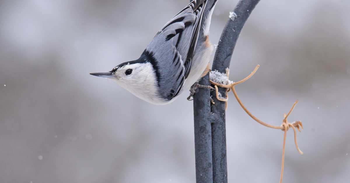For the White-breasted Nuthatch February is a wonderful month to find a mate.