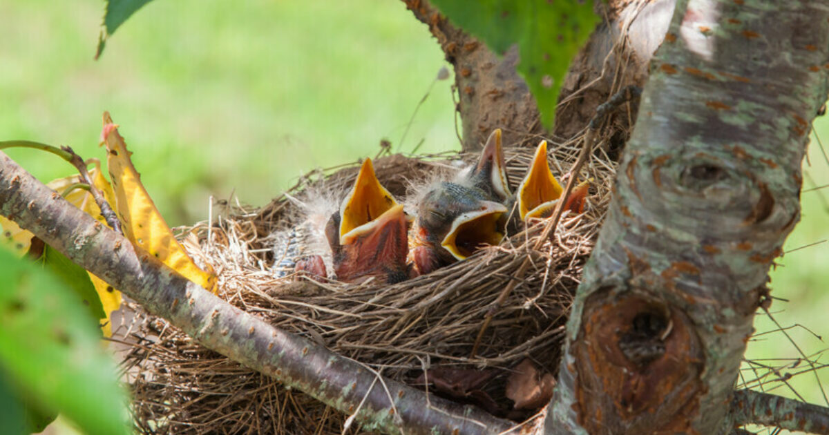 June is Nesting Season by Myrna Pearman