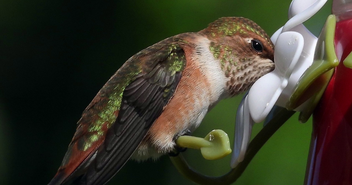Ask Myrna - "Should I take my hummingbird feeders down so I don't encourage hummingbirds to stay behind, instead of migrating?"