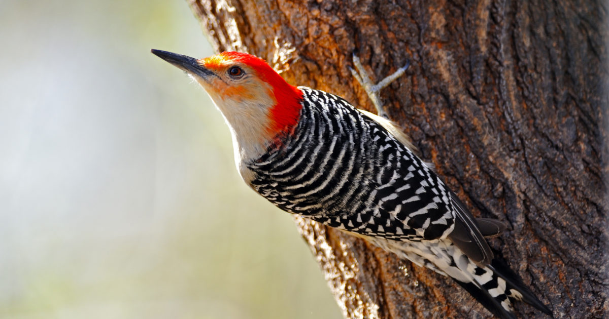 Which foods to use to attract woodpeckers to your backyard
