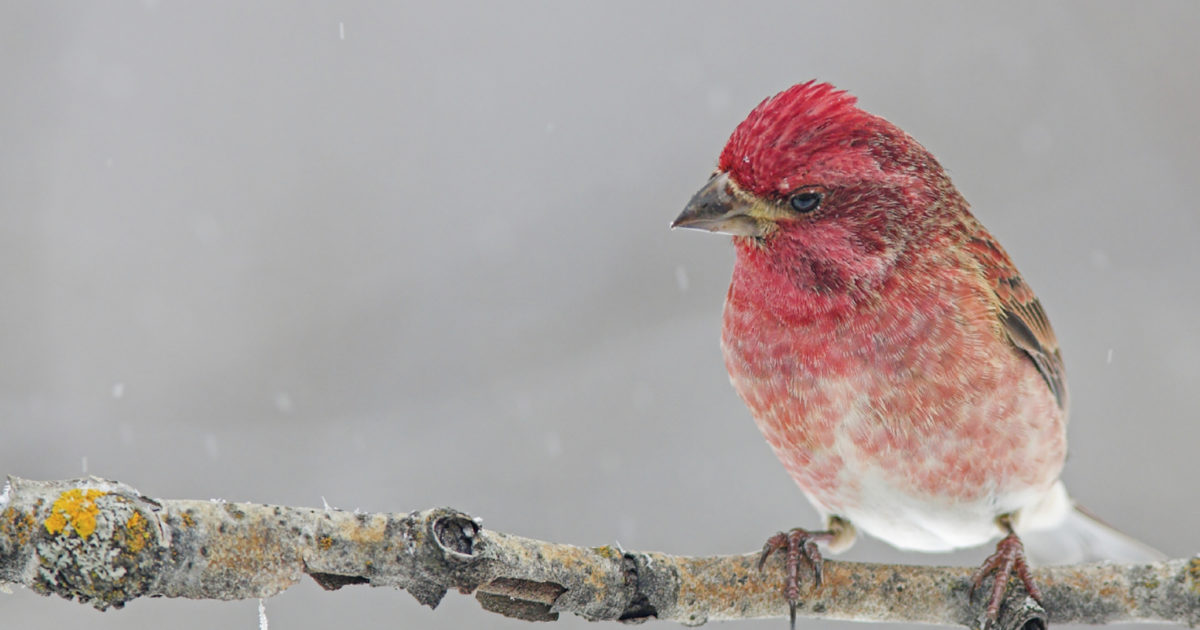 What Birds to Expect at Your Feeder This Winter - On the Canadian Prairies