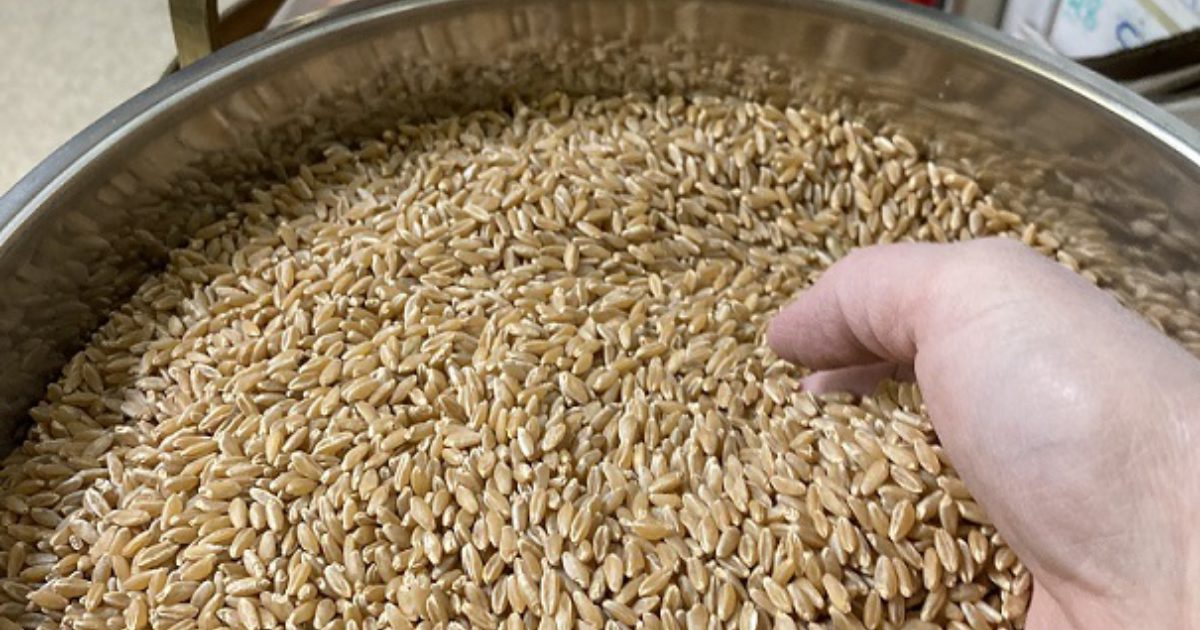 How to pick the best durum variety for your farm