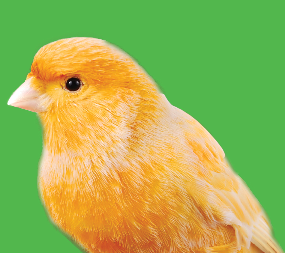 Bird's Choice® Canary Premium