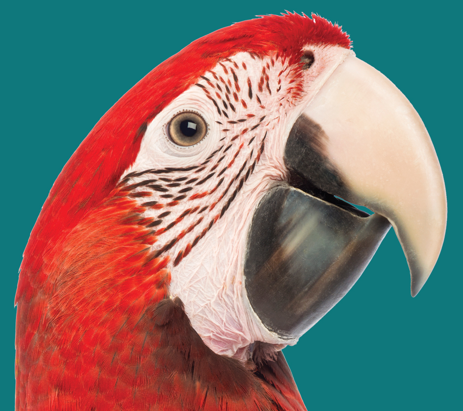 Mother Nature's® Pampered Parrot