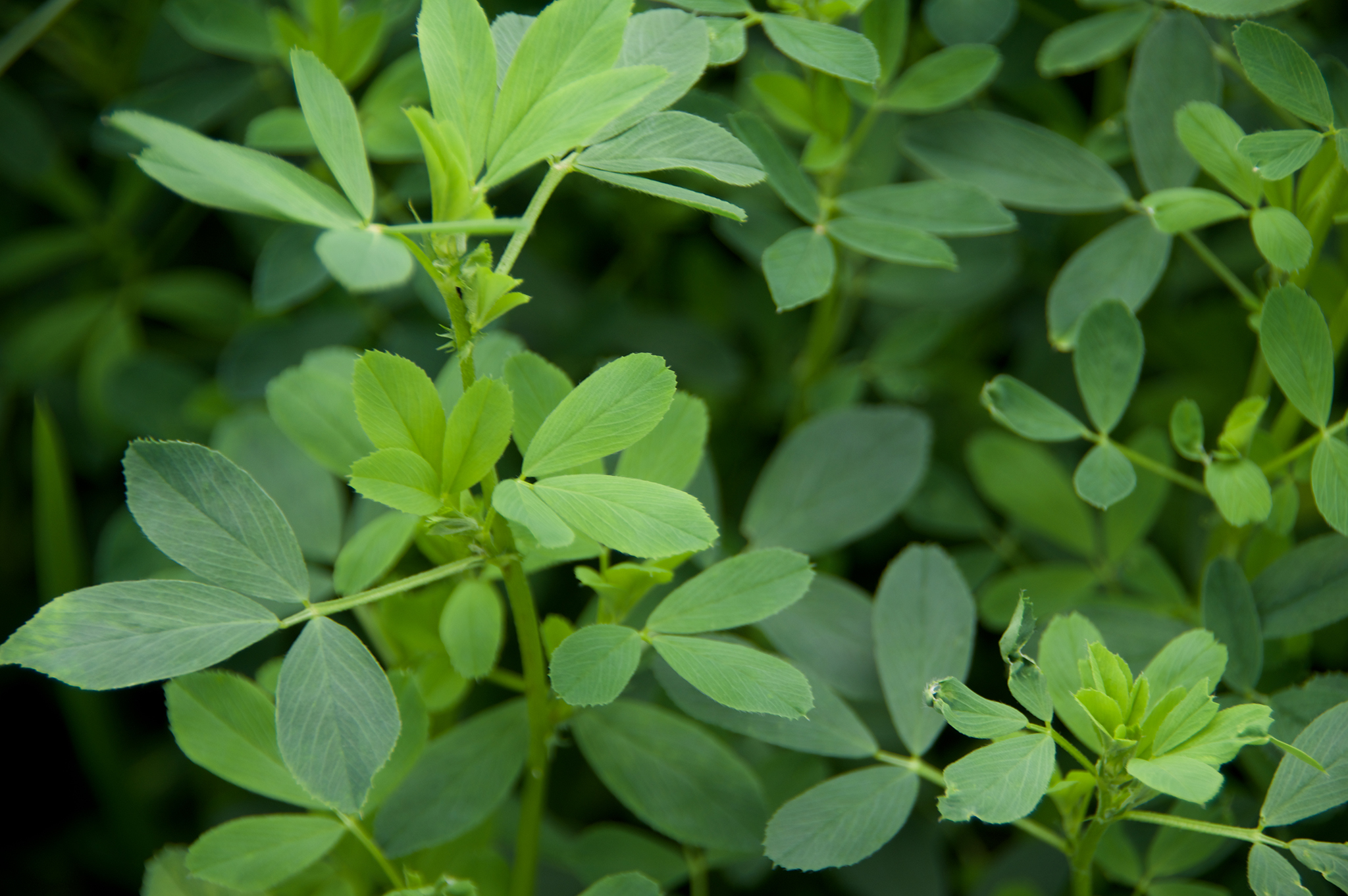 Forages, Alfalfa, & Cover Crops