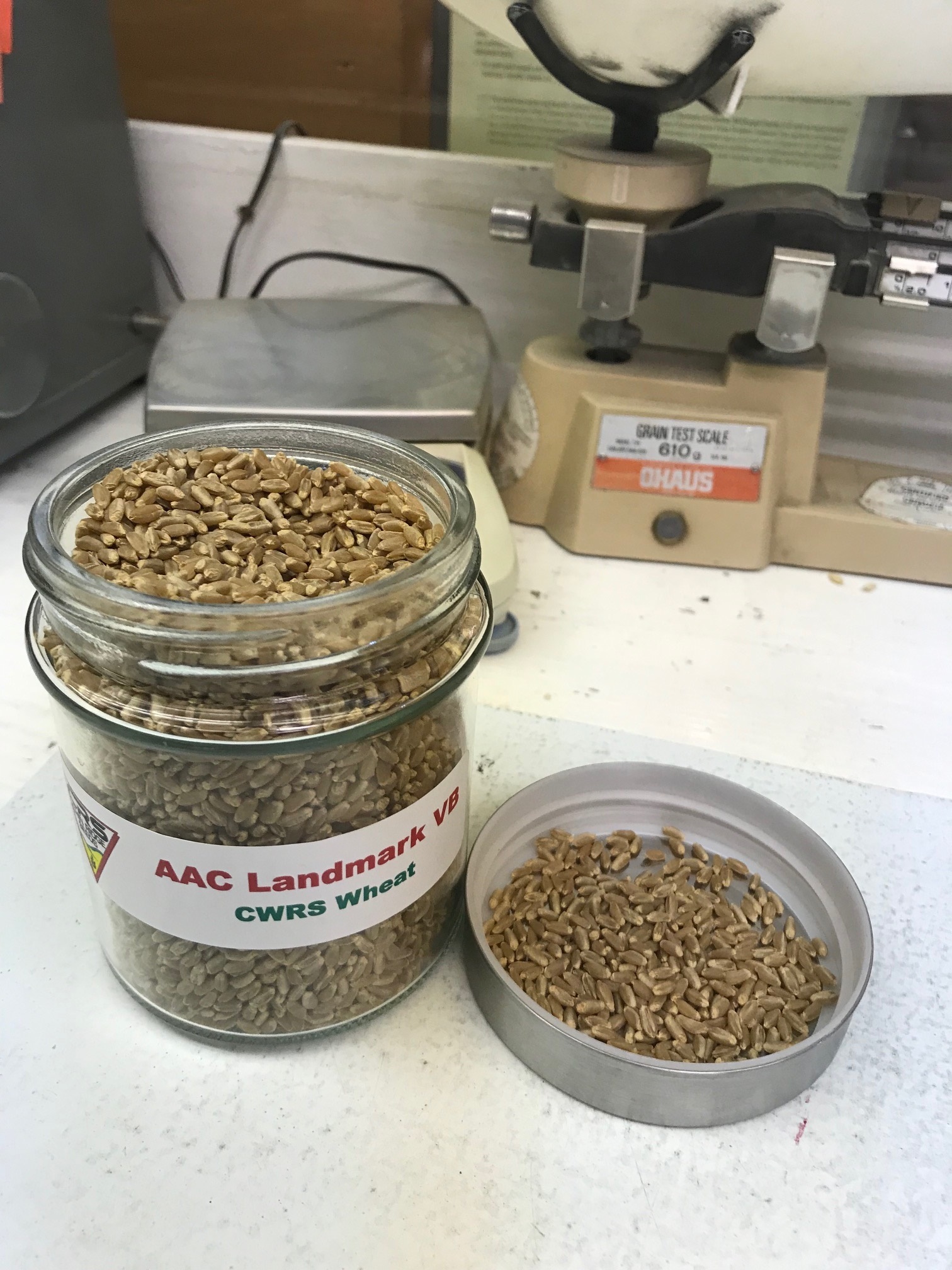 CDC Landmark VB Wheat