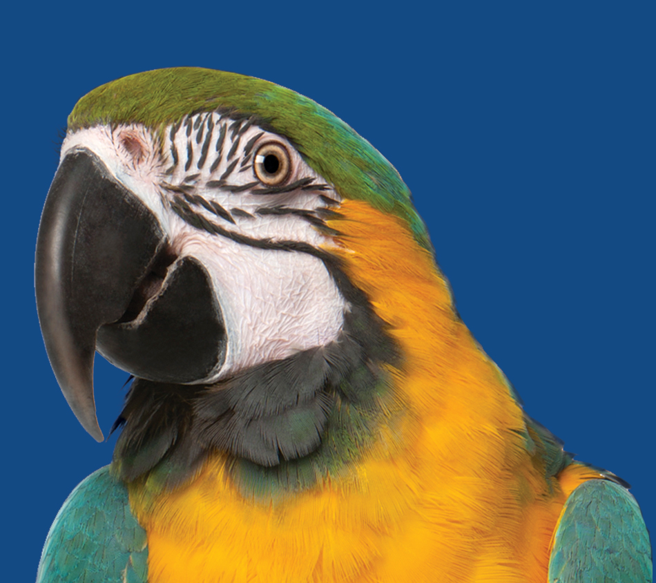 Bird's Choice® Parrot No Sunflower