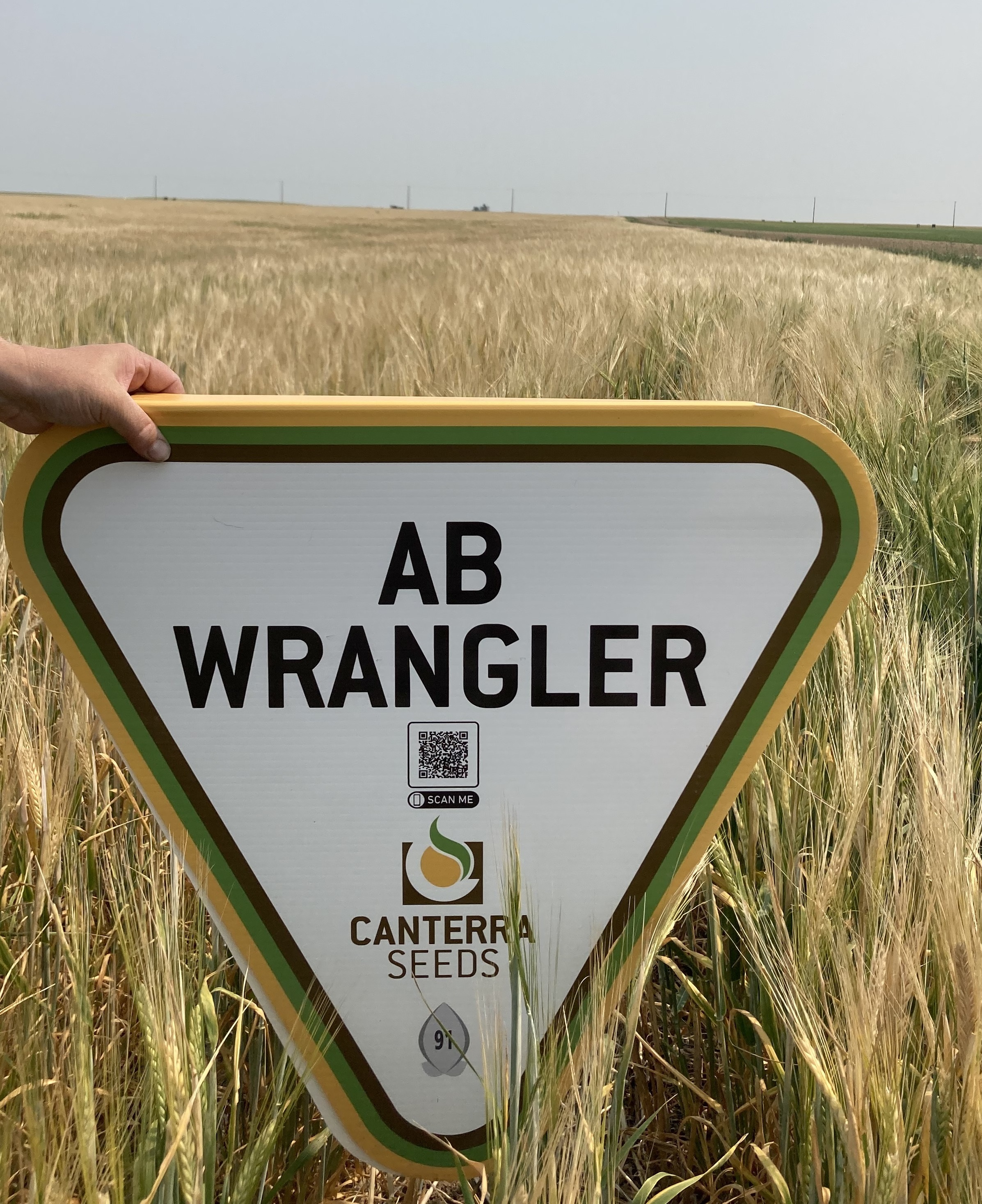 AB Wrangler feed barley is new for seed season 2022!